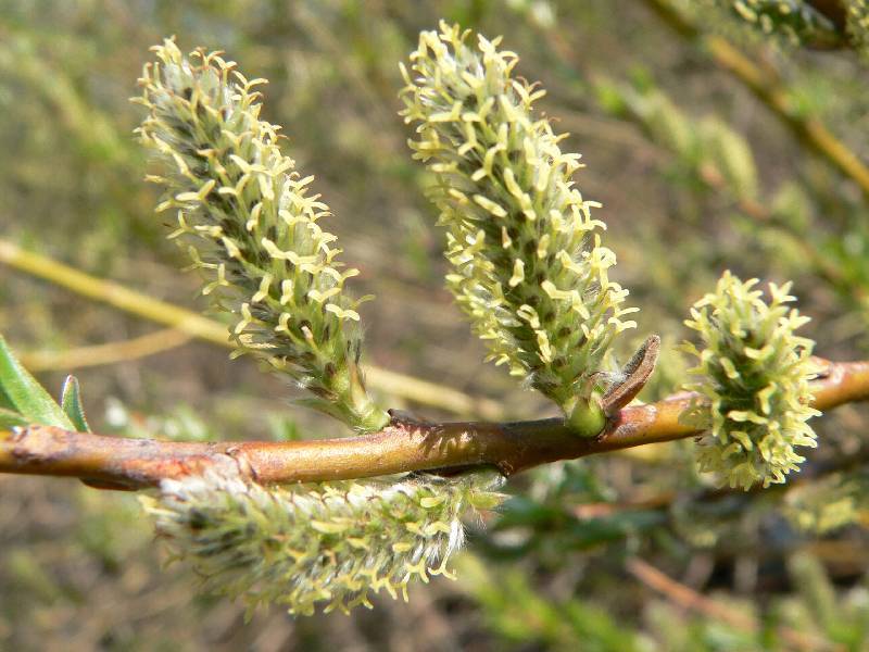 Unser Orchideenpark Bild Nr.111